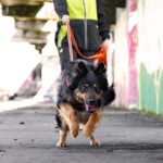 Mantrailing Training